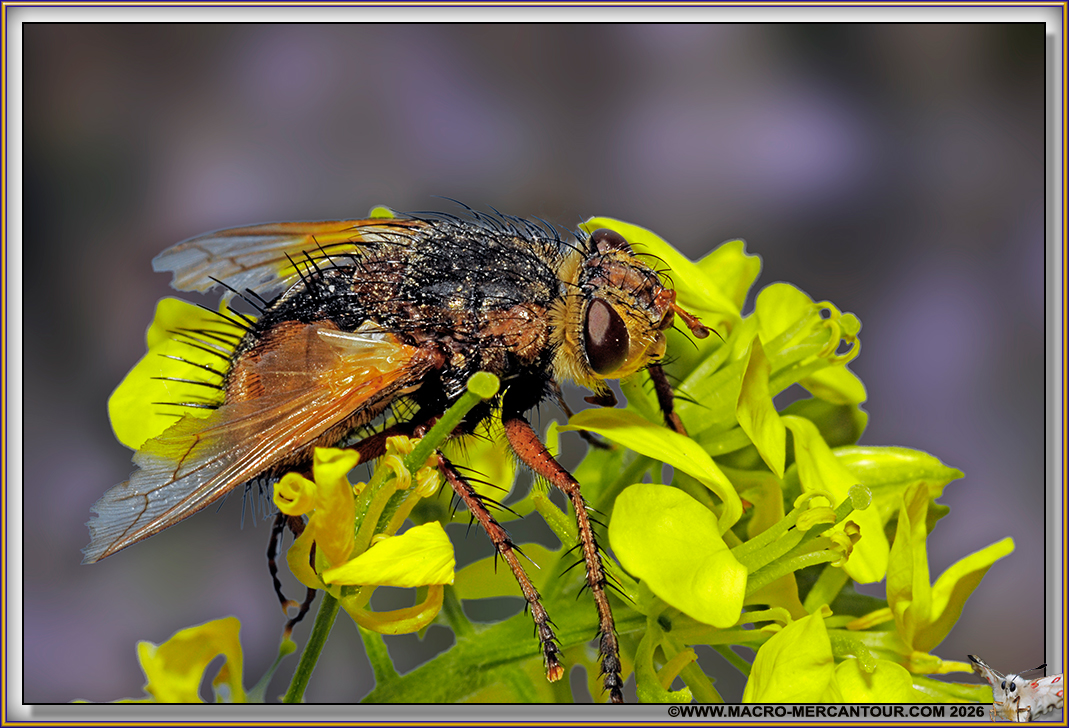 TACHINAIRE HERISSONNE 